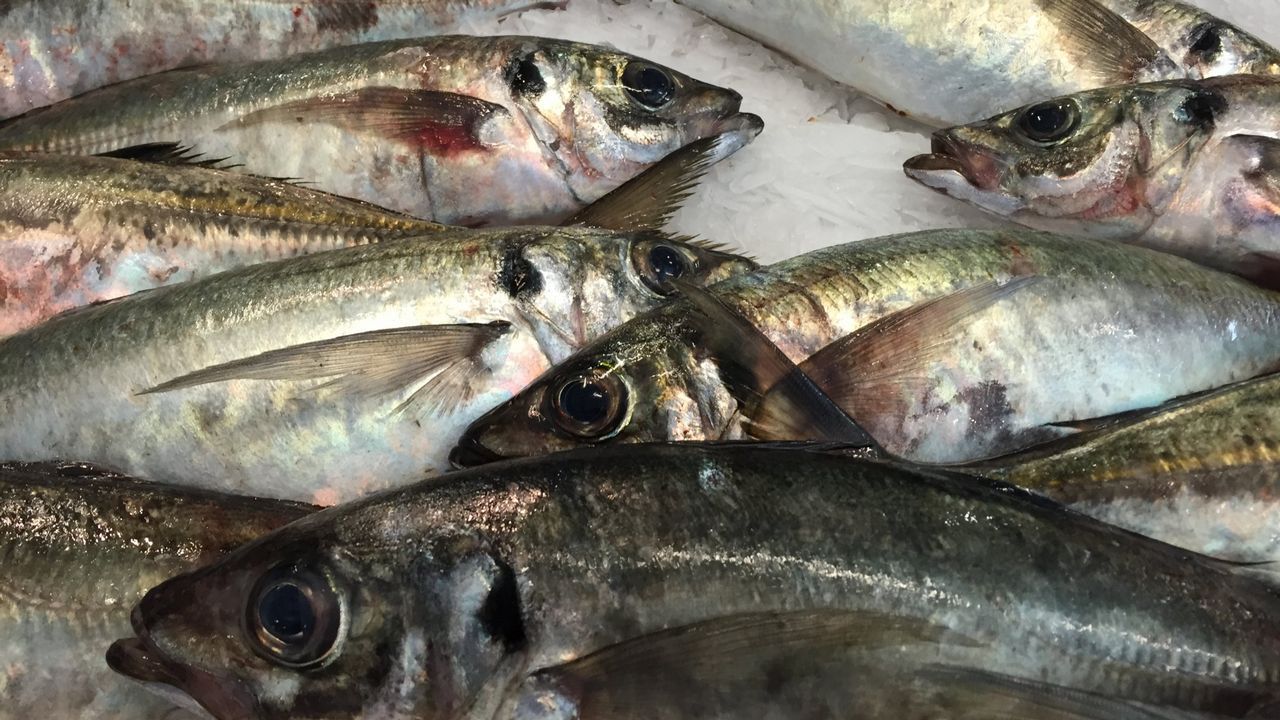 Sector pesquero abre fuerte competencia en inédita licitación de cuotas de jurel