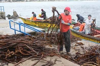 Los nuevos programas de apoyo  al cultivo de algas para pescadores artesanales y acuicultores  de pequeña escala