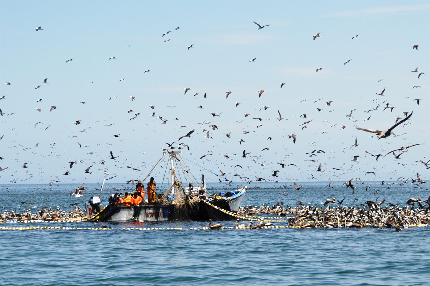 Científicos alertan de rápido deterioro de ecosistemas marinos
