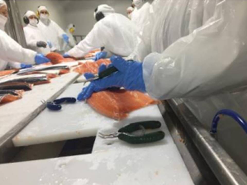Desarrollan la primera pinza de despinado manual específica para la salmonicultura chilena