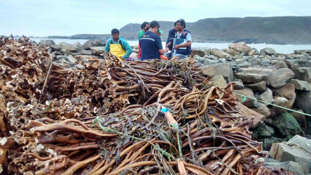 Incautación de algas pardas de origen ilegal llegó a 343 toneladas avaluadas en más de $137 millones en 2017