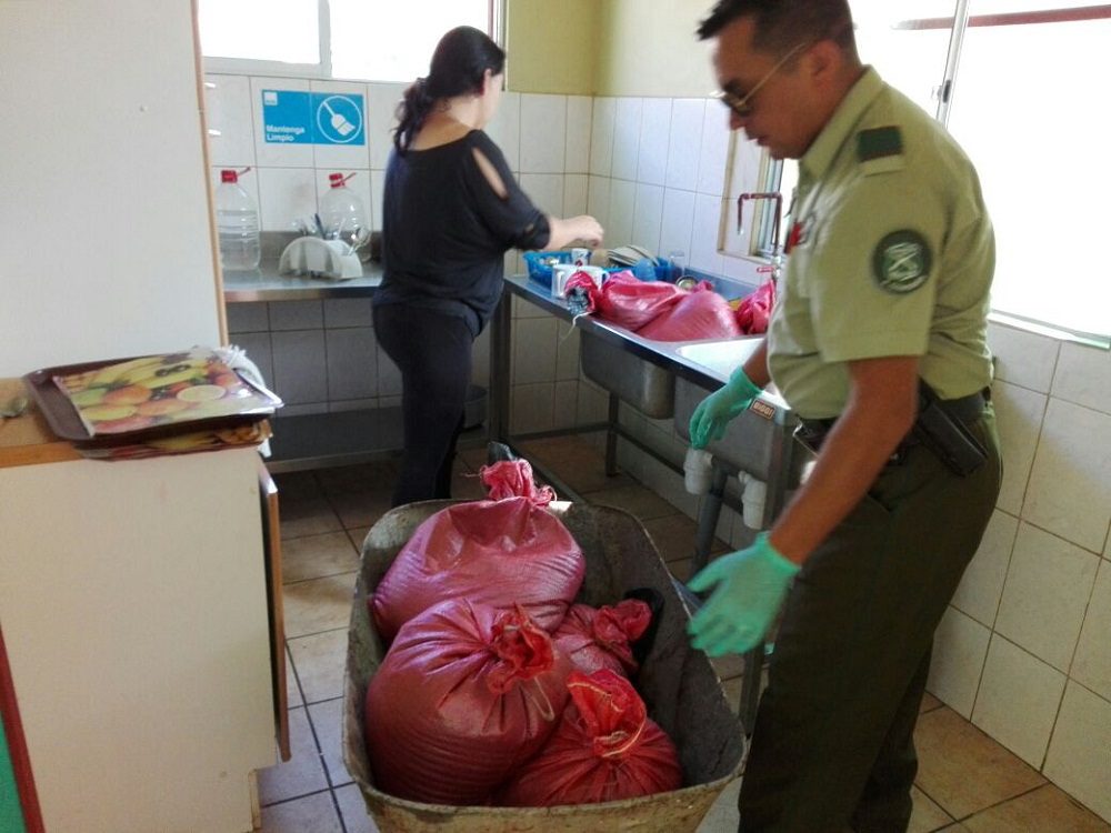 Denuncia ciudadana permitió incautar 280 kilos de pulpo en veda que iba a ser vendido en Coquimbo