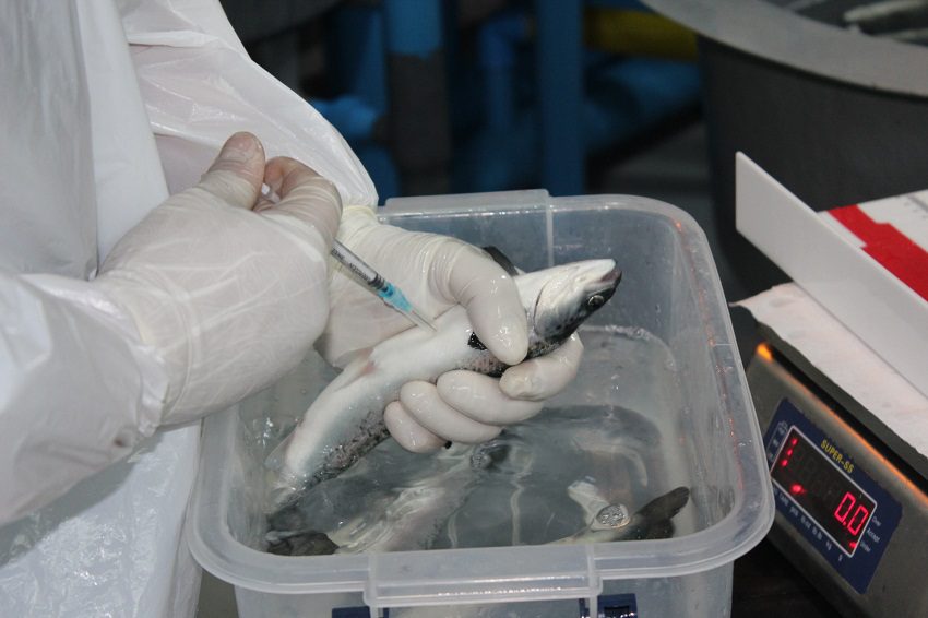 Coinfección de cáligus puede anular la protección de vacunas contra bacterias en salmón del Atlántico