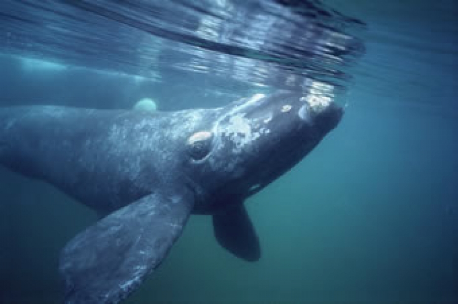 Chile y Perú avanzan en la protección de la ballena franca austral