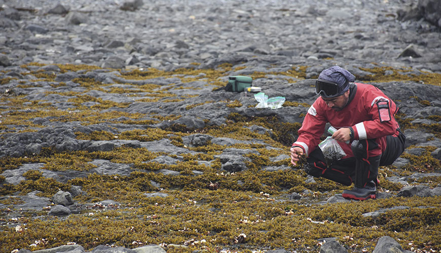Cambio climático podría incrementar los parches de algas flotantes en la Antártica