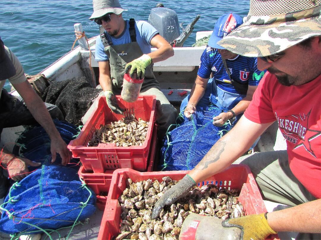 UCN y pescadores artesanales realizan histórica siembra de ostras japonesas en Tongoy