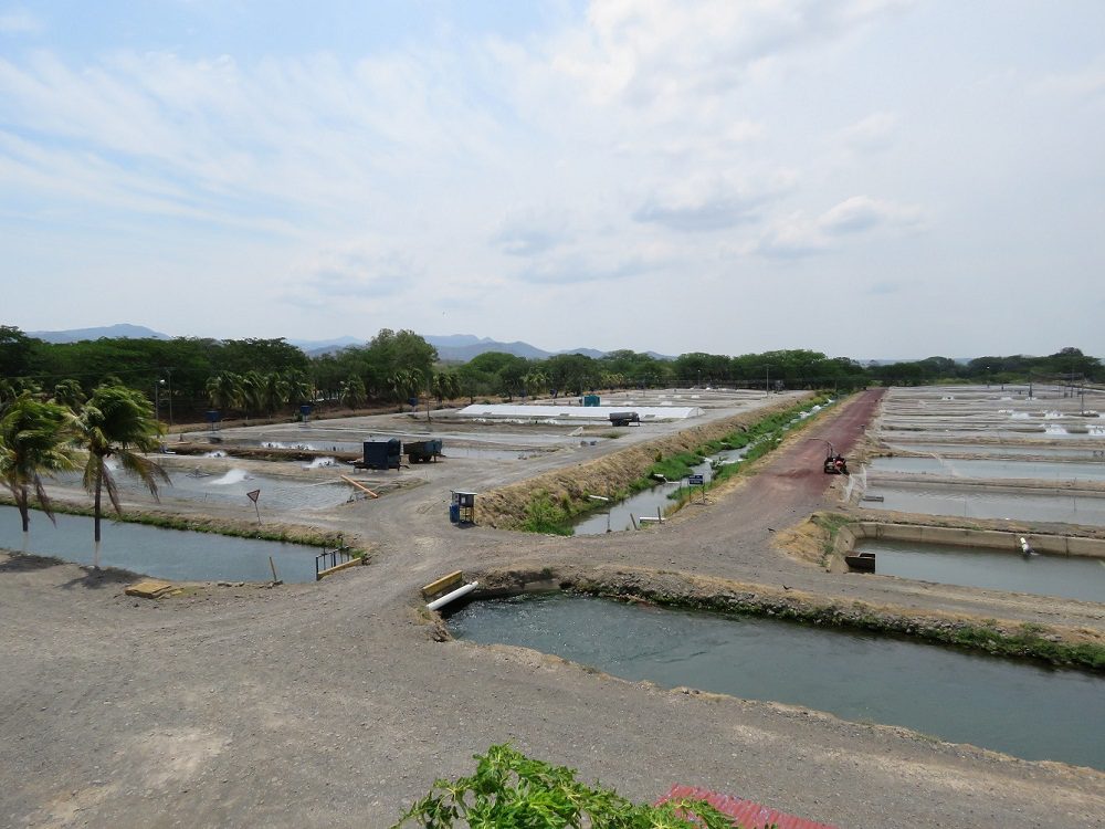 Finca Madre, el mayor centro de producción de tilapia de Aqua Corporación en Costa Rica