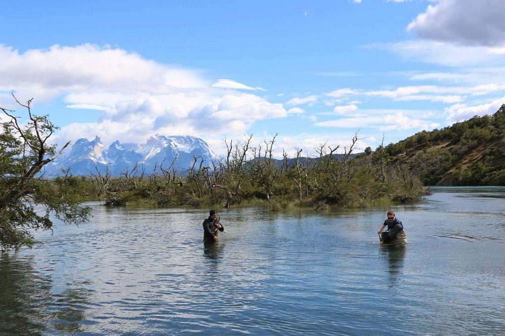 Estudio sobre pez nativo chileno destaca importancia de conectividad de sistemas de ríos para su preservación