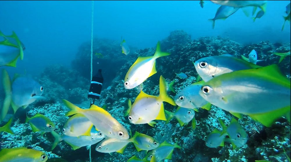 Investigación busca conocer el comportamiento de especies marinas con el sonido ambiente