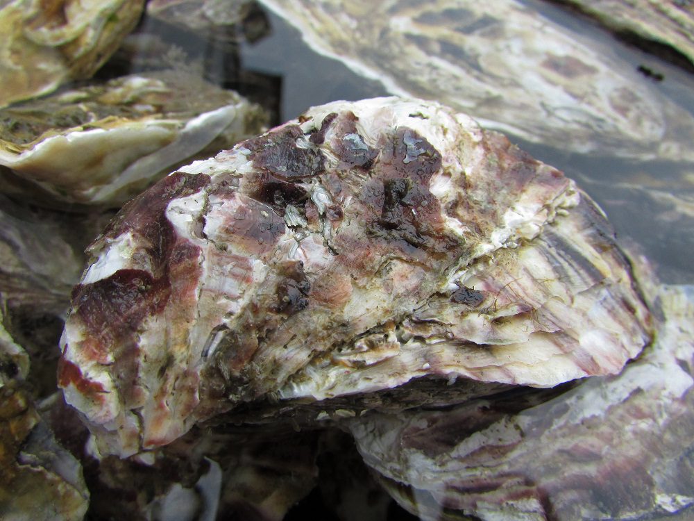 Cultivo de ostra japonesa pionero en Chile permitirá la diversificación acuícola en la región de Coquimbo