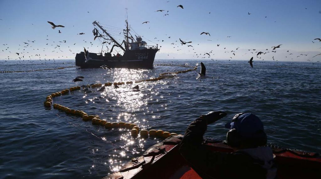 Comisión del Senado aprueba por unanimidad proyecto “corto” para modificar la ley de pesca