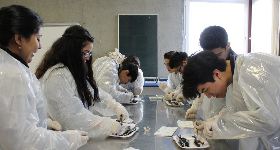 Salmonicultores realizan taller sobre anatomía del salmón a estudiantes de Punta Arenas