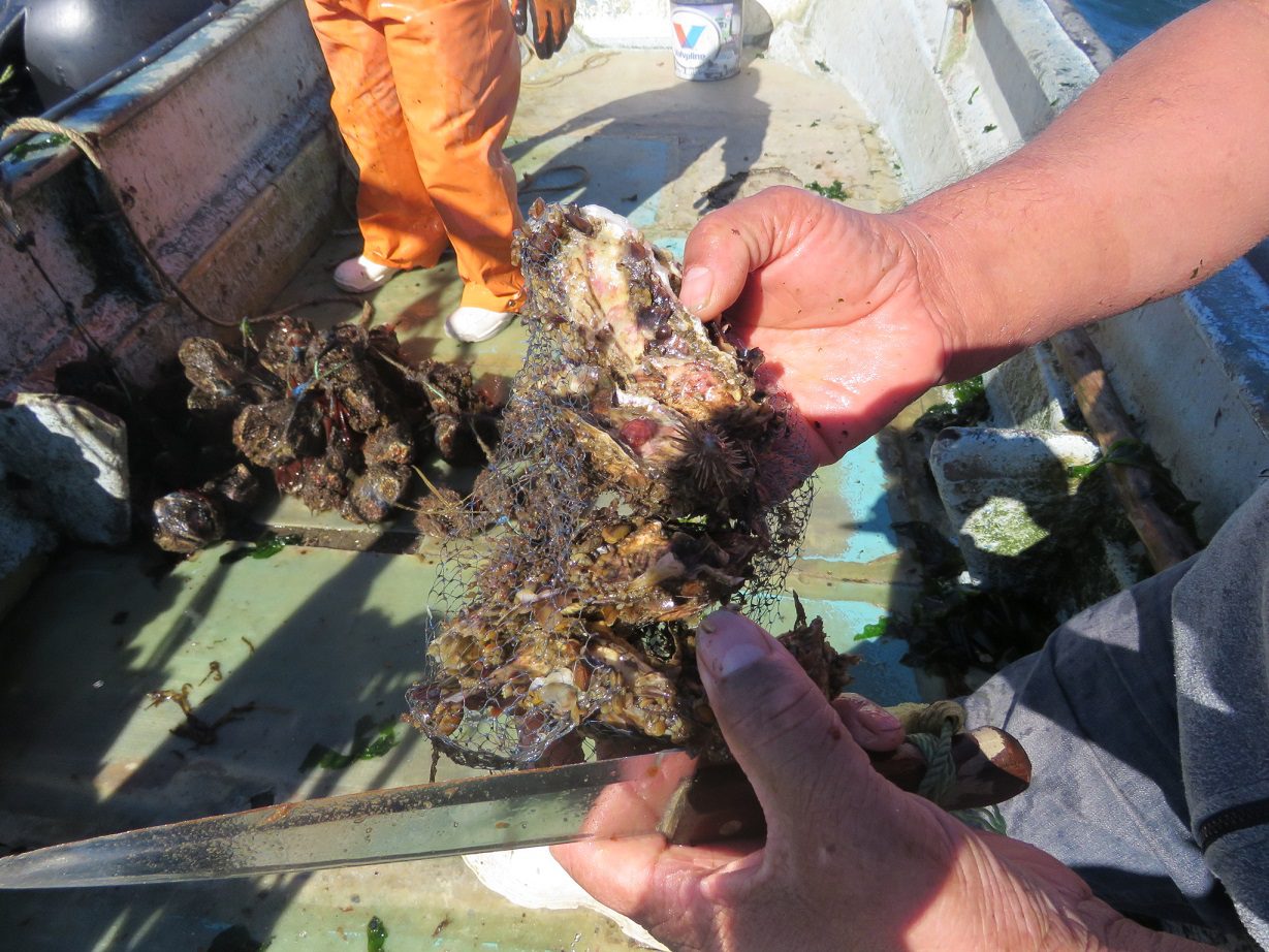 Cultivos Cholche: Pioneros en policultivos de ostras, ostiones, mitílidos y algas en el sur de Chile