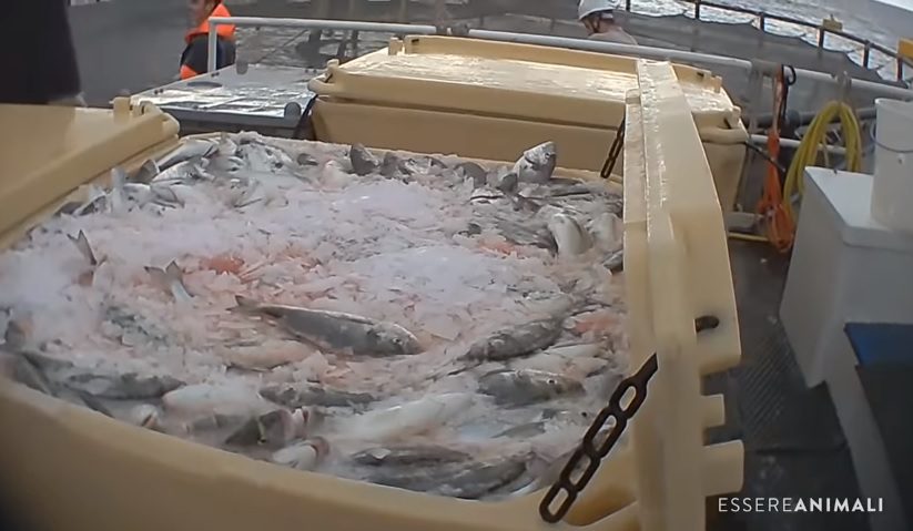 Revelan por primera vez en Europa prácticas de crueldad animal en centros de cultivo de peces