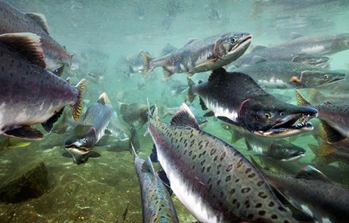 Sernapesca confirma que recaptura de salmones por Marine Harvest fue menor al 10% exigido por ley