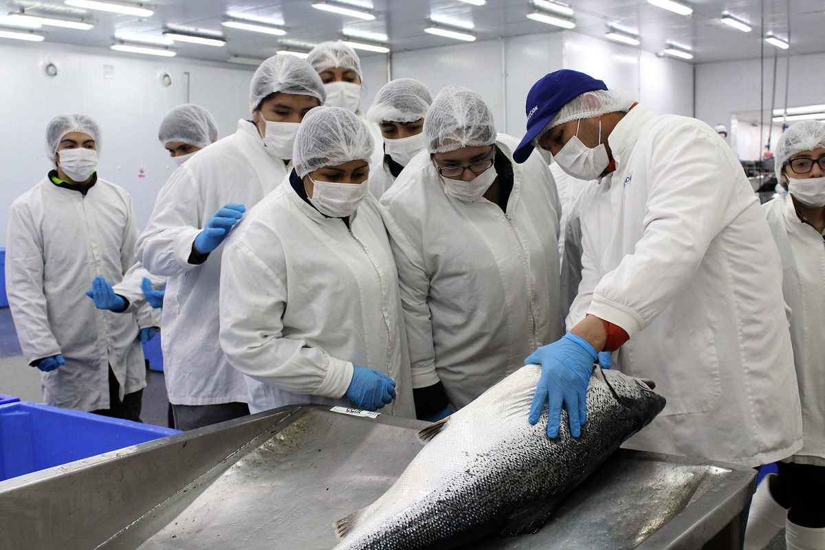 Estudiantes de acuicultura visitan industria salmonicultora como parte de su formación académica