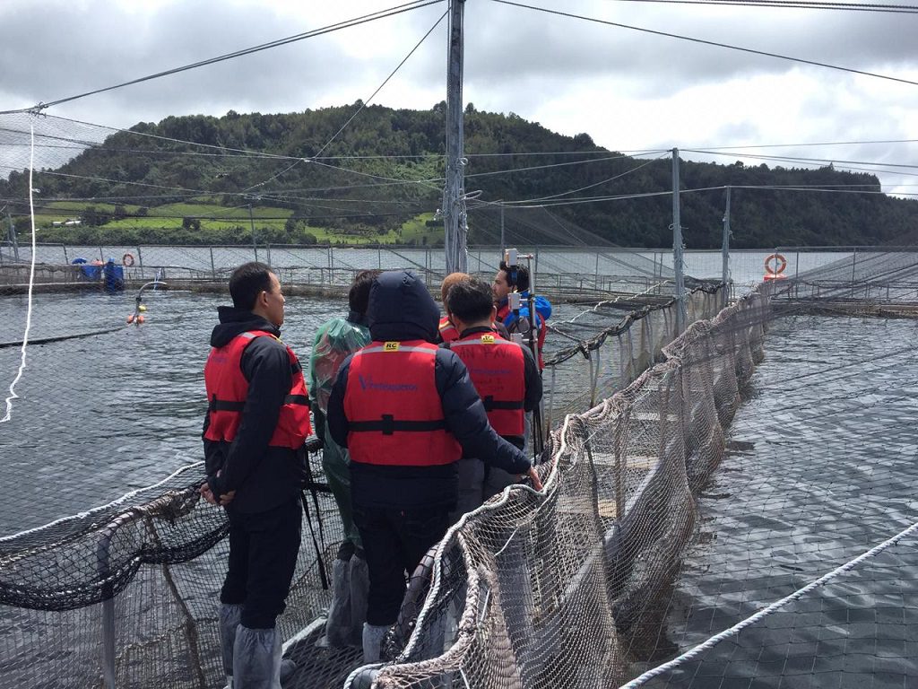 Clientes japoneses visitan instalaciones de salmonicultora chilena