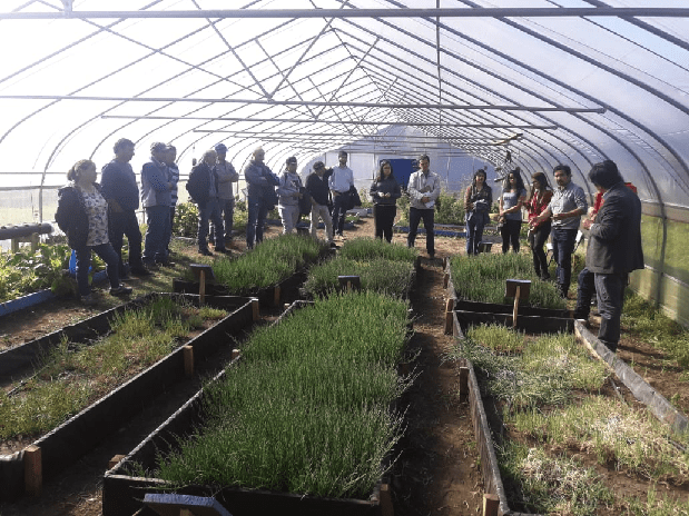 Cultivo de salicornia abre nuevas oportunidades en la región de Los Lagos