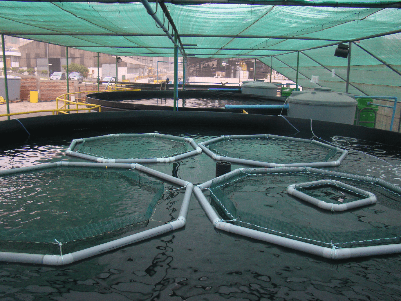 Cultivando Seriola con sistemas de recirculación a bajo costo