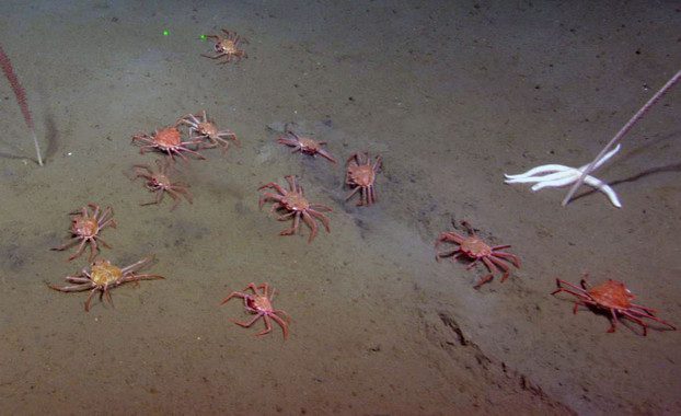Cangrejos se alimentan de las fugas de metano del fondo marino
