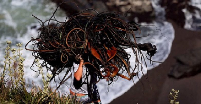 Pescadores lafkenche de Carahue buscan agregar valor a sus algas