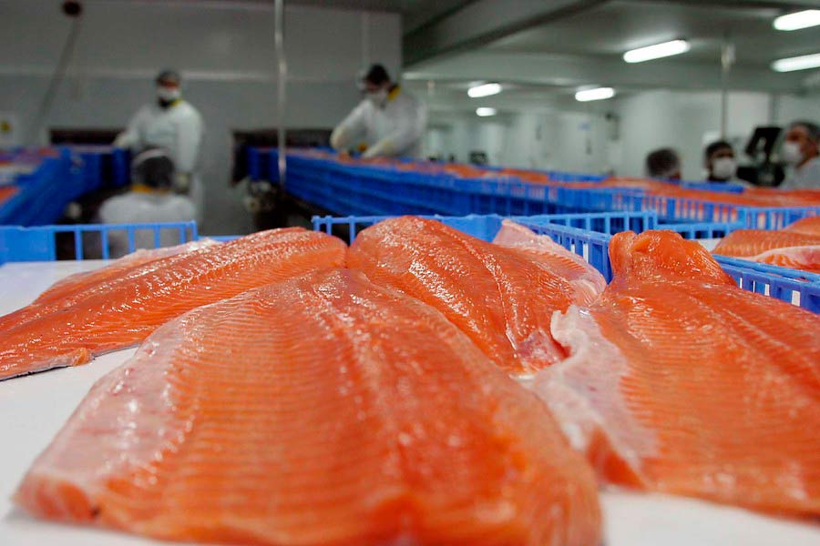 Salmones Camanchaca asume compromiso Carbono Neutral para 2025