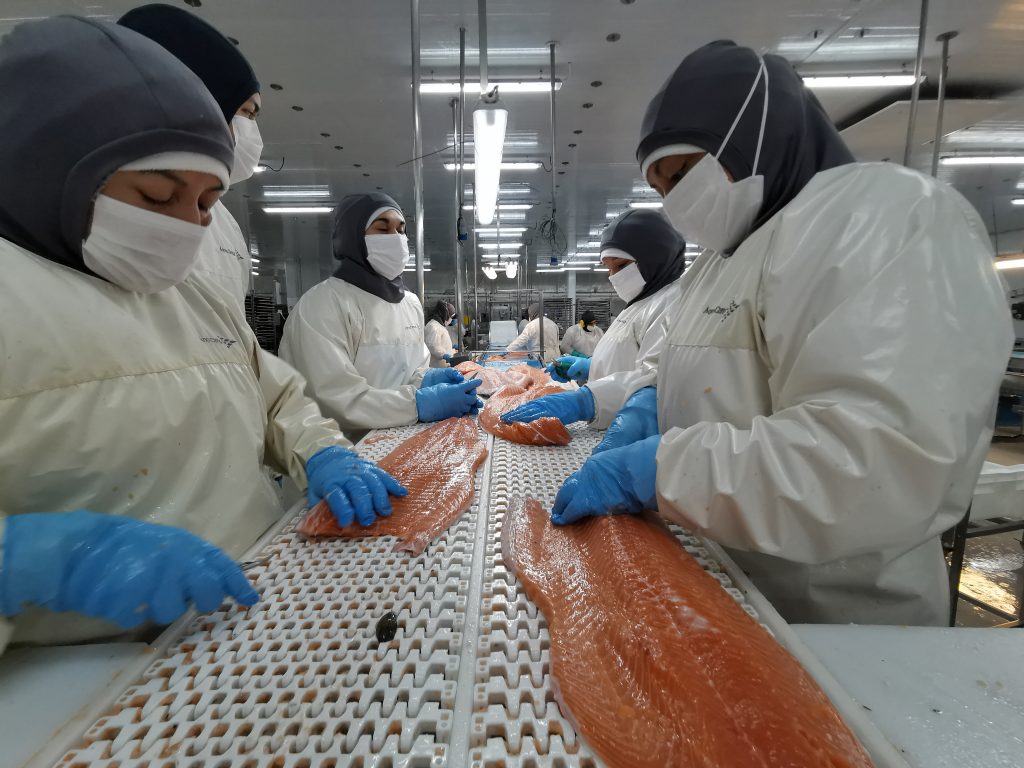 Situación productiva actual de la industria salmonera chilena
