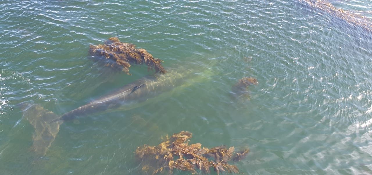 Despliegan operativo por varamiento de ballenas en Puerto Williams