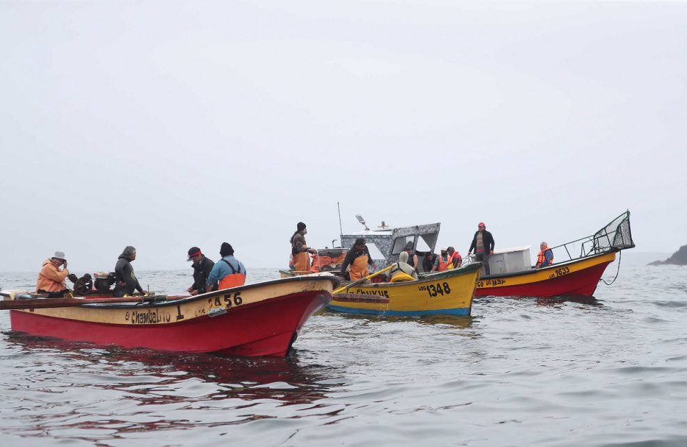Pescadores de Los Vilos apuestan por cultivar congrios colorados