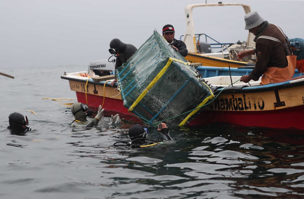 Pescadores de Los Vilos apuestan por cultivar congrios colorados