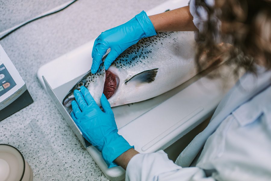 BioMar reunió a expertos sobre salud de branquias en salmónidos