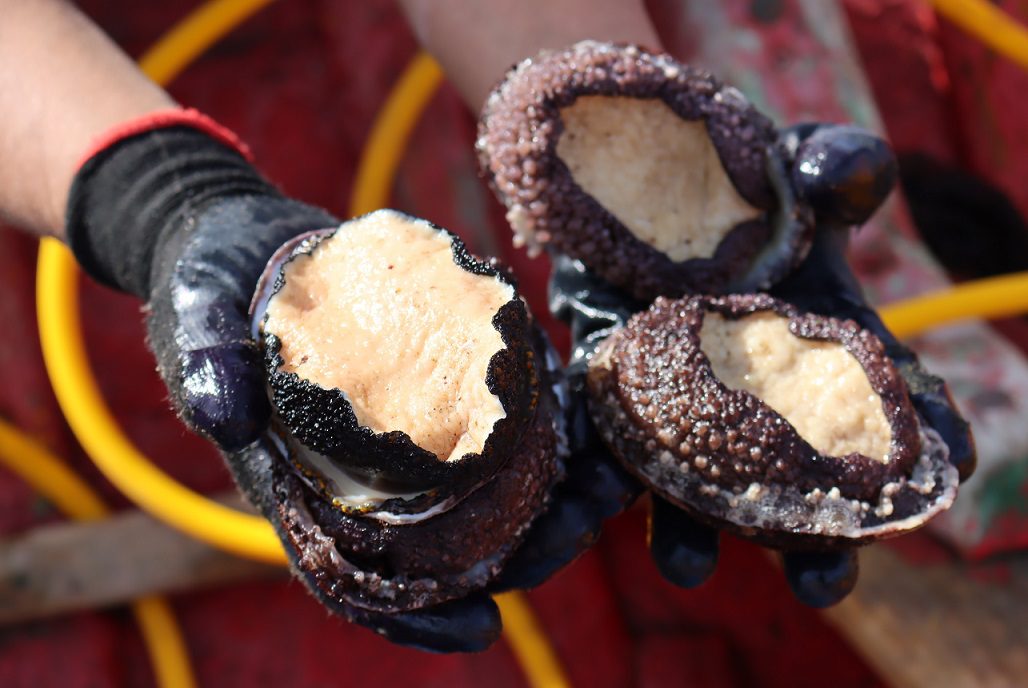 Pescadores de Los Vilos siembran lapas y locos para dar sustentabilidad al recurso marino