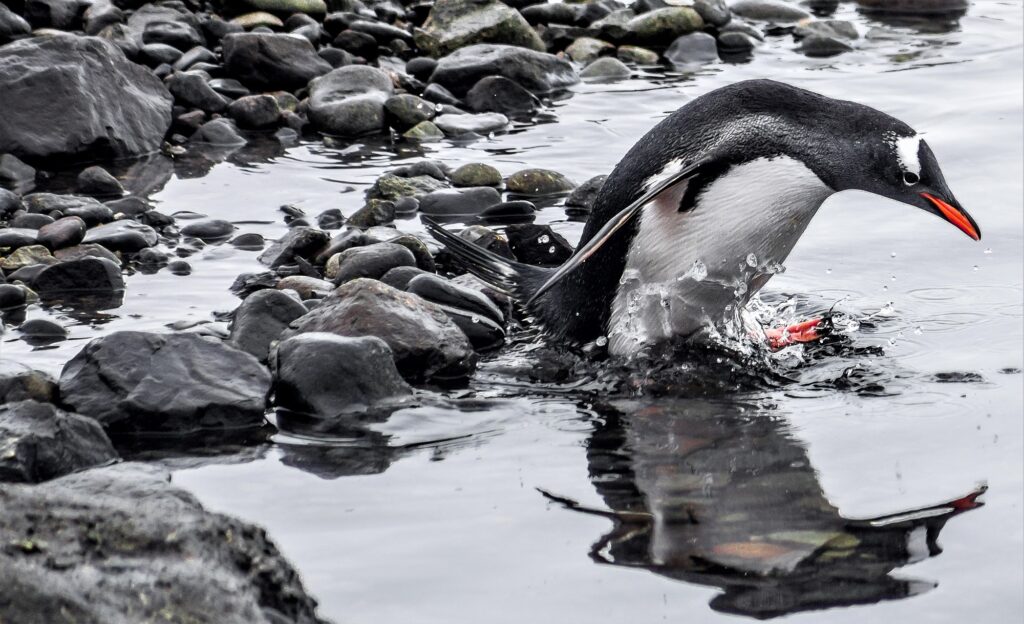 Advierten impacto de captura de kril durante inviernos cálidos en pingüinos antárticos