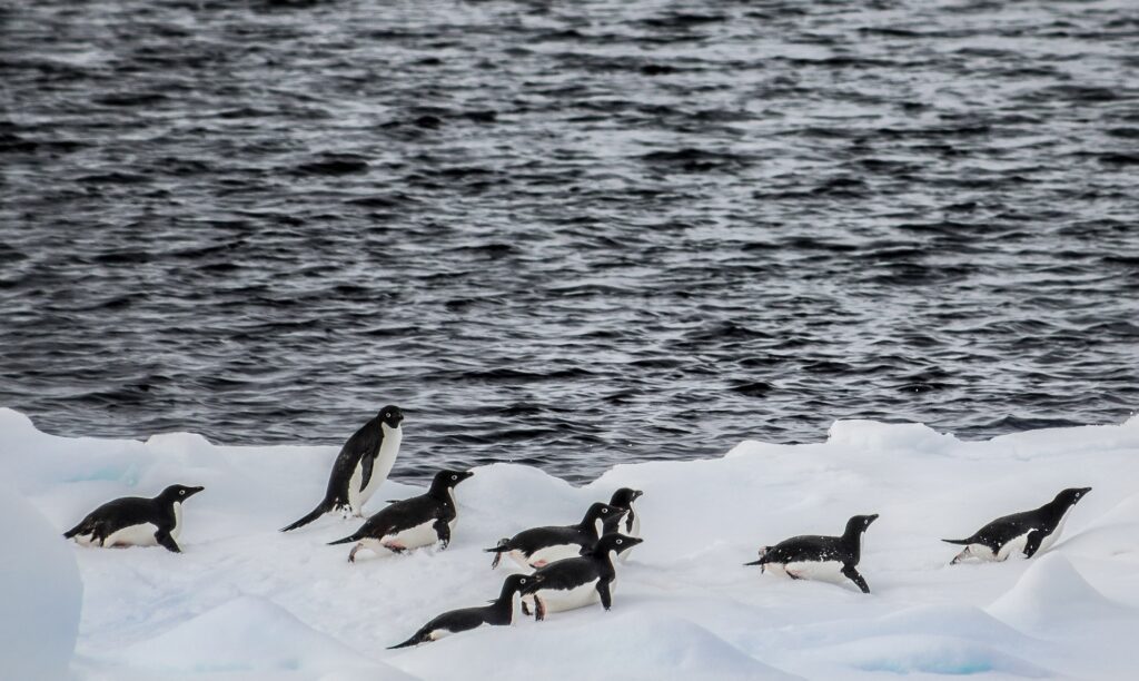 Advierten impacto de captura de kril durante inviernos cálidos en pingüinos antárticos