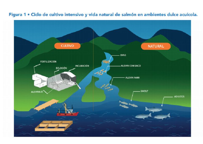Presentan nuevo Policy Brief «Pisciculturas: El gran pendiente de la industria salmonera chilena»