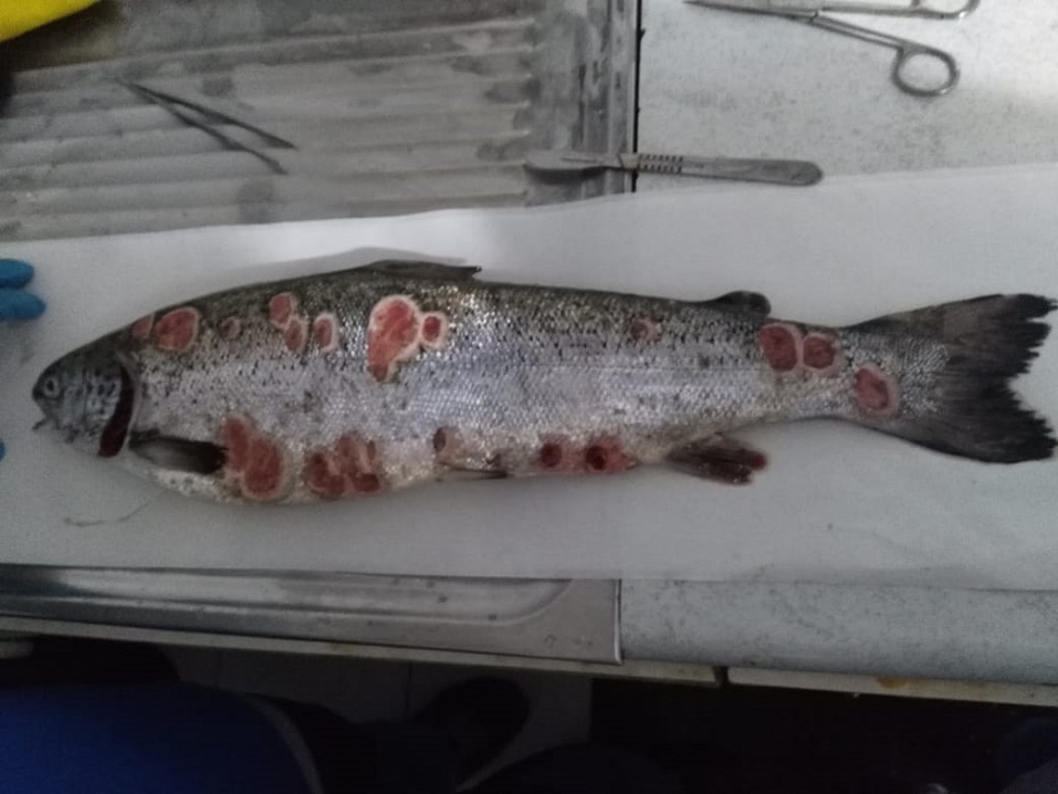 Los desafíos clave para la salud de los salmónidos en agua dulce