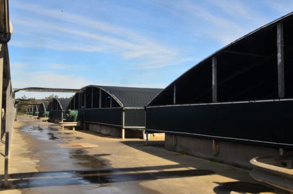 Galpones conteniendo los 1.248 estanques que componen la planta industrial de rodaballo en Mira.