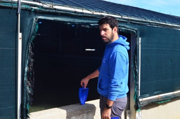 Revisión diaria del apetito de los peces.