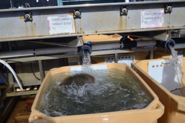 Durante el ciclo productivo los peces son seleccionados por peso entre dos y tres veces.