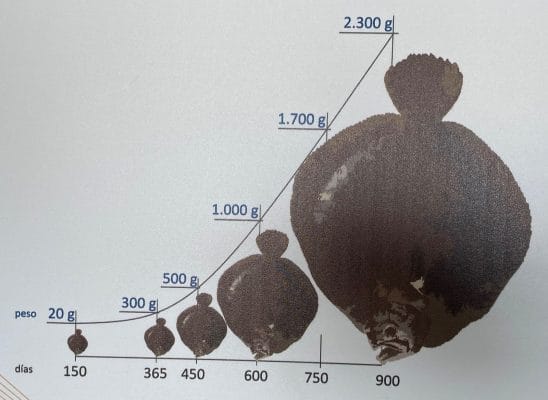 Diagrama que representa, en los grandes promedios, el ciclo productivo del rodaballo.