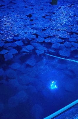 Vista de un estanque de preengorda.