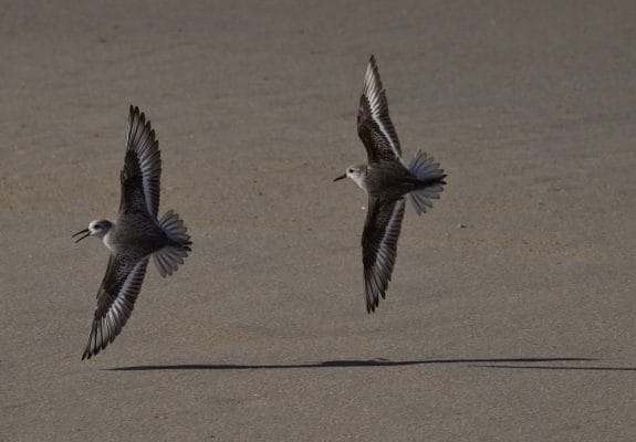 Existe en la zona una gran biodiversidad en que las aves marinas están presentes en todo el litoral.
