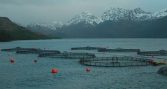 Tierra del Fuego modifica ley y habilita la salmonicultura tras años de prohibición