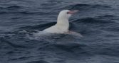 Registran en Biobío el primer pingüino de Humboldt albino reportado en Chile