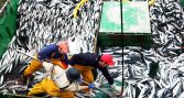 Boom del jurel impulsa alza de 84% en la actividad pesquera del Biobío