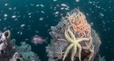 Exposición fotográfica revela la biodiversidad submarina de la Bahía La Herradura