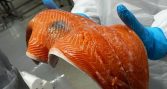 Estudio analiza mecanismos moleculares detrás de la melanosis muscular en salmón Atlántico
