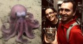 Investigadores chilenos descubren nueva especie de pulpo de aguas profundas