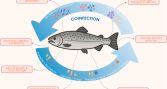 Revisión científica aborda la complejidad de las coinfecciones en salmónidos