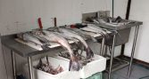 Desbaratan planta de procesos clandestina en Temuco e incautan 1.350 kg de salmón robado